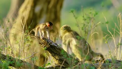 Baboon babies playing