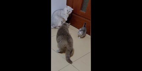 Funny😂 cats fighting video Like And Follow