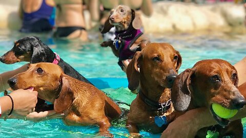 Dogs Pool Party 😍😍😍😍-Pets Class Part 99