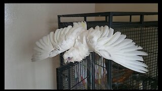 Cookie the Cockatoo Loves Taking Showers!