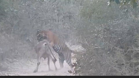 The two cows are on the tiger's prey radar