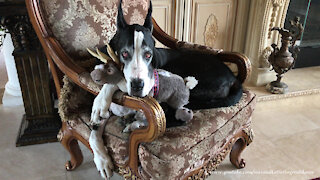 Great Dane Sits So Pretty With Her Frozen Sven Reindeer Toy