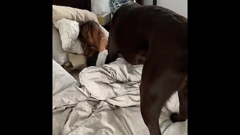Labrador Is Super Determined To Wake Up His Owner