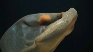 Top 5 deep sea creatures caught on camera 1
