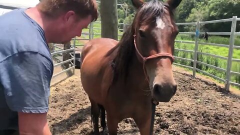 Working with farrier on brumby to minimise pressure