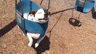 Cute Dog Has The Best Time On A Swing At A Playground