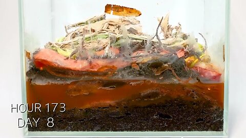 Composting Kitchen Waste - TimeLapse