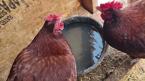 GRUMPY Chickens! And Frozen Water Catchment