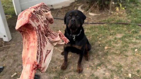 Rottweiler Eats 3 Pound Steak In 90 Seconds