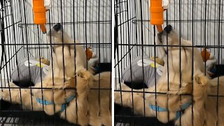 Puppy can't decide if he wants to sleep or drink water