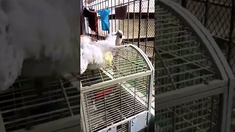 Sulphur Crested Cockatoo Being Cute #viral #birds #shorts