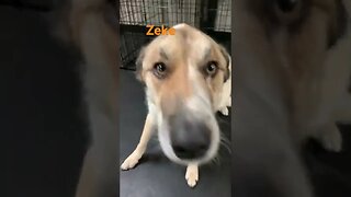 [Shorts 0066] ZEKE [#dogs #doggos #doggies #puppies #dogdaycare]