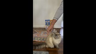 Training Cat to Do Tricks