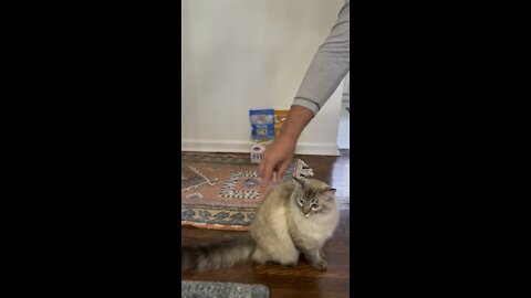 Training Cat to Do Tricks
