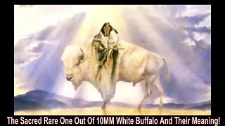 The Sacred Rare One Out Of 10MM White Buffalo And Their Native American Meaning!