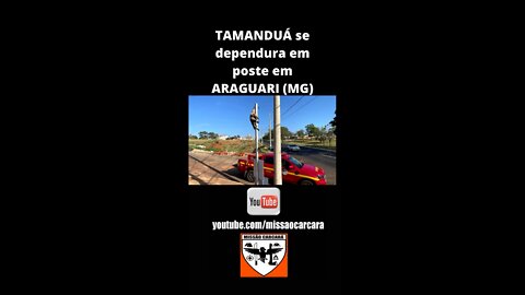 Tamanduá se dependura em poste em Araguari MG