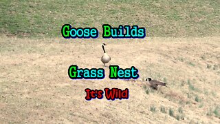 Goose Builds Grass Nest