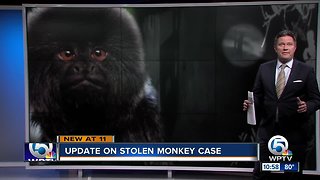 'Juvenile suspect' investigated in Palm Beach Zoo monkey theft