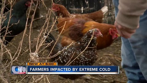 Farmers struggled to keep livestock alive through polar vortex