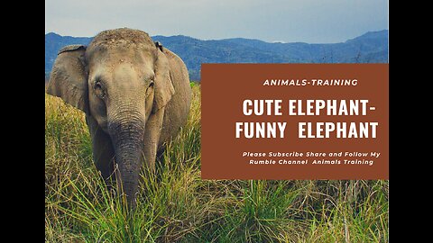 Cute Elephant - Funny Elephants ! Trolling Human Compilation