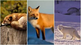 Smart & sly: the wonderful world of foxes