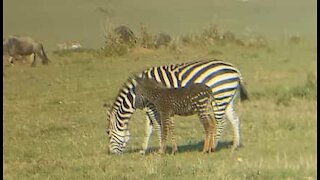 Zebra com pintas filmada durante safari no Quénia