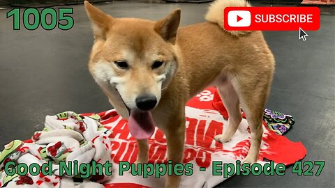 [1005] GOOD NIGHT PUPPIES - EPISODE 427 [#dogs #doggos #doggos #puppies #dogdaycare]