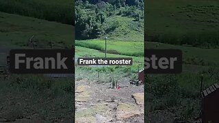 Frank the rooster