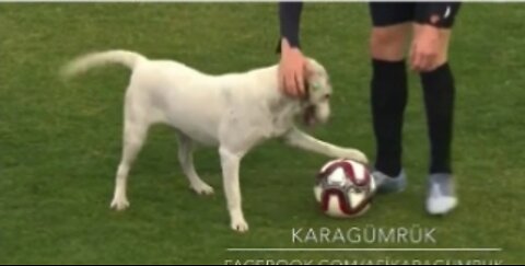 Canine interruption: How a dog brought a football match to a halt