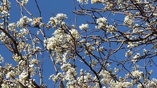 Bees pollinating Slow motion