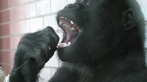 Gorilla Youngster Tries To Pull Out Loose Baby Tooth
