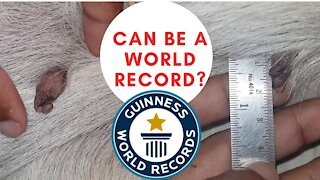 Biggest mole on a dog | Can be a world record?