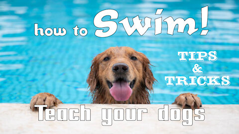 Teaching your dogs to swim