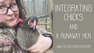 Integrating Chicks and Chicken on the Loose!
