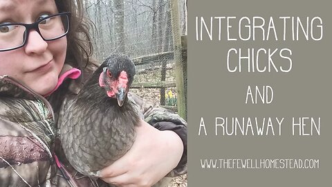 Integrating Chicks and Chicken on the Loose!