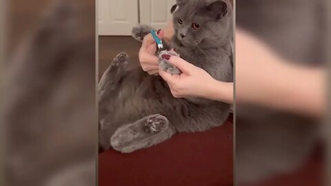 😺🐒🐇🧸Funny Video Compilation | Try NotToLaugh | Pets Video #entertainment #funnyvideo #infinitep