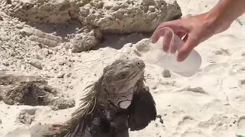 Iguana casually drinks water from cup