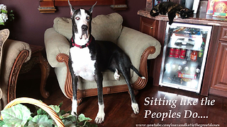 Katie the Great Dane supervises catnip fest