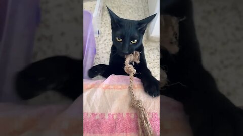 Black Kitty Does A Cute Attack #cutecat
