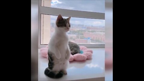 Top Funny Cats Video Clips in 2020