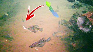 Watching Crappie Eat Jigs while Ice Fishing (Underwater Footage)