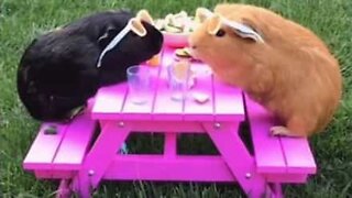 Guinea-pigs' picnic interrupted by uninvited guest