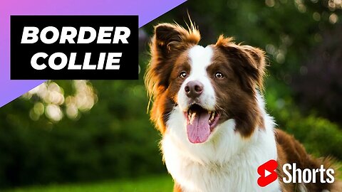 Border Collie 🐶 The Most Intelligent Dog Breed In The World #shorts #bordercollie #dog