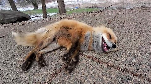 Jolly red fox laughs excitedly while being pet
