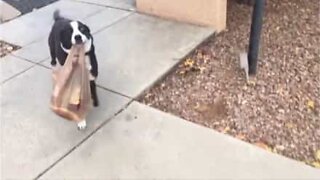 Dog helps carry shopping bags