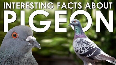 AMAZING FACTS ABOUT PIGEON | DOMESTIC PIGEON | LIFE OF PIGEON | ANIMAL | NATURE