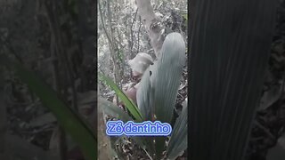 chicó pegou o fecho de lenha de Zé da caça 😂😂😂😂 #videosengraçados