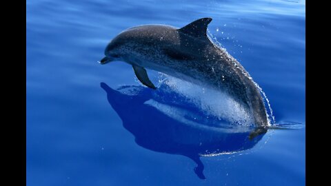 Dolphin in the pool