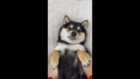 VIP #cutepuppy #cuteshiba #cutepet #cutedog