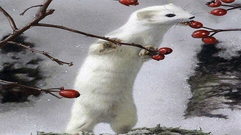 Snow Weasel █▬█ █ ▀█▀